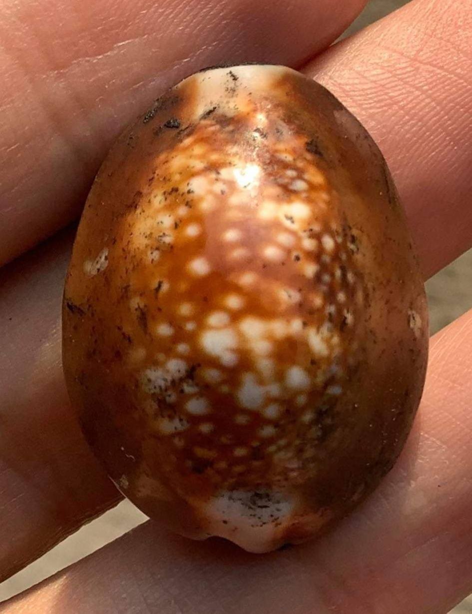 เบี้ยแก้ หลวงปู่บุญลือ วัดคำหยาด