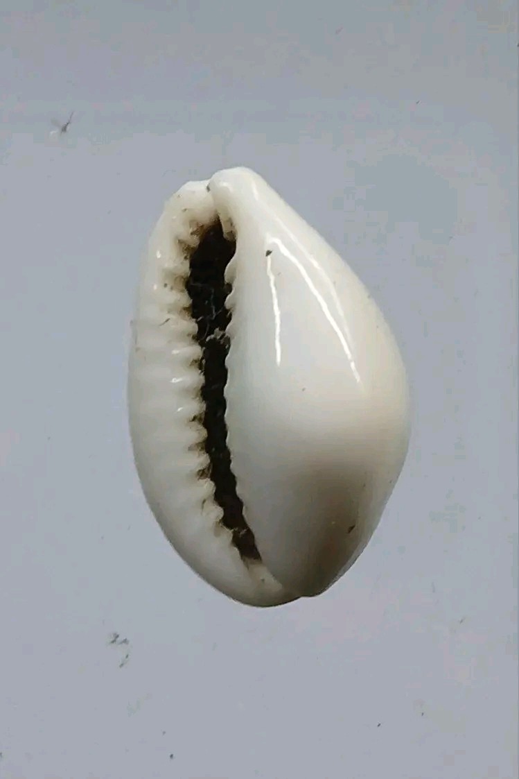 เบี้ยแม่ชี หรือ เบี้ยอธิษฐานจิต ของแม่ชีบุญเรือน โตงบุญเติม วัดอาวุธวิกสิตาราม กรุงเทพฯ