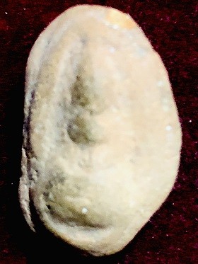 พระเนื้อผงตุ๊กตาเล็กสมาธิ วัดพลับ (ราชสิทธาราม)  กรุงเทพฯ