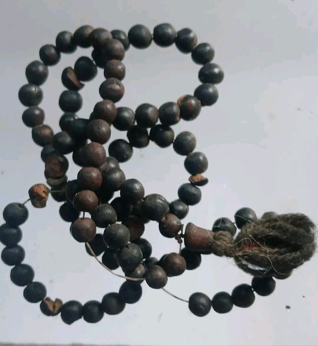 สร้อยเม็ดประคำ เนื้อว่านยา