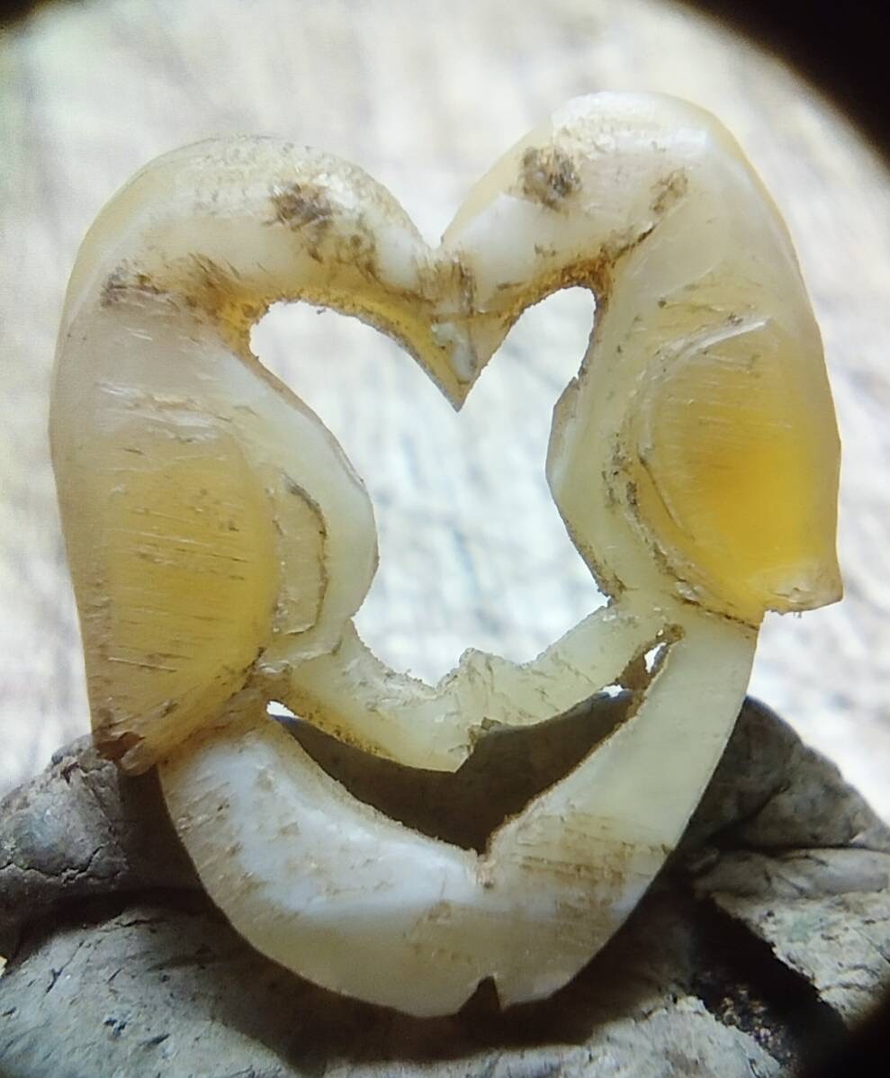 นกสาริกาเก่า