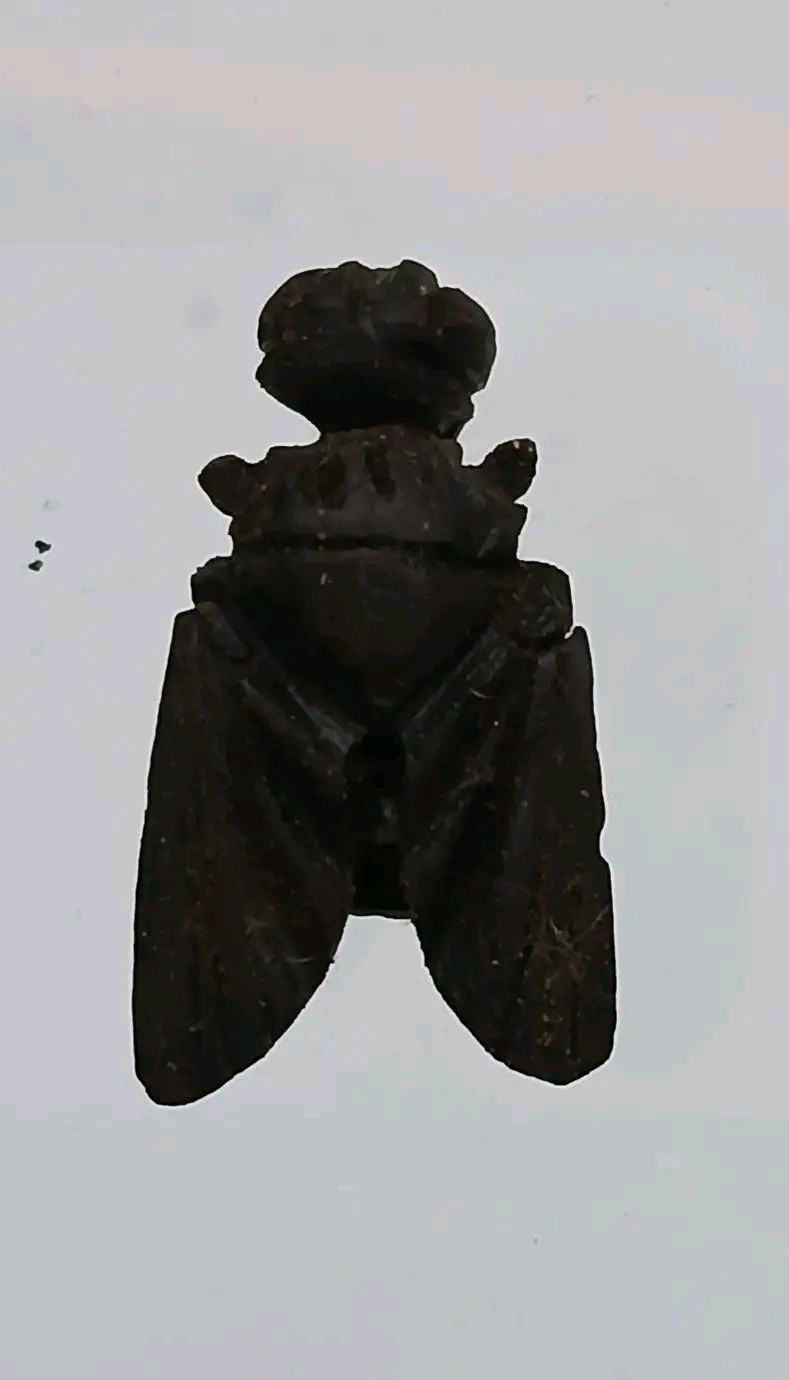 แมลงภู่คำล้านนาไทใหญ่อุดกริ่งเนื้อไม้ดุมล้อแกะศิลปะโบราณ