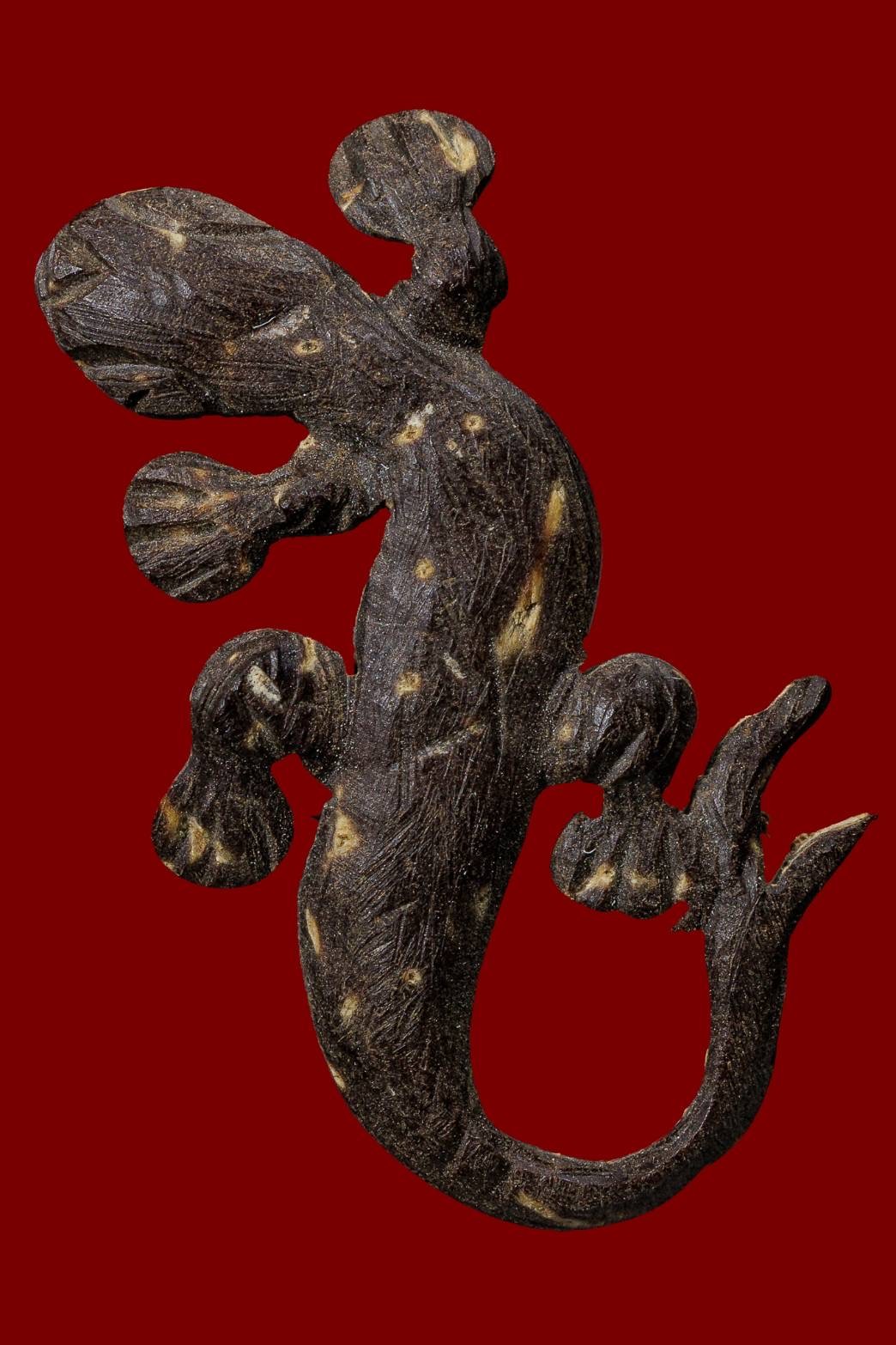 จิ้งจกเนื้อกะลาแกะสวย