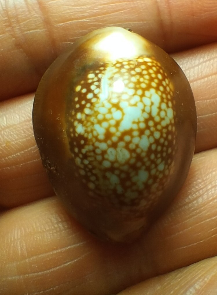 เบี้ยแก้หลวงพ่อเกษม