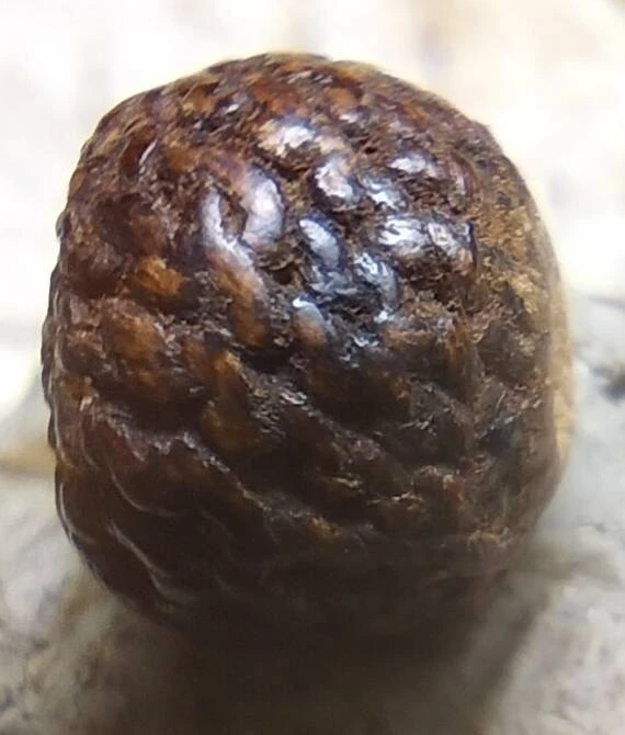 ประคำเก่ามาก