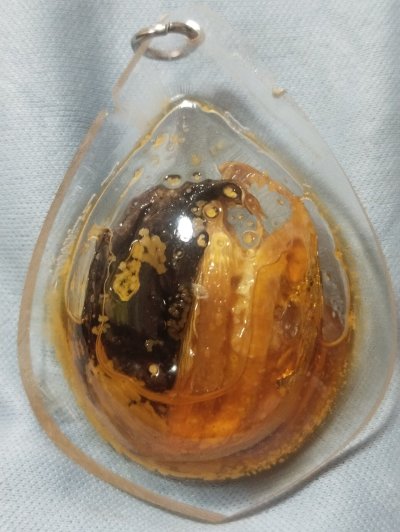 พญาเล็บครุฑ (กระจับเงิน กระจับทอง)