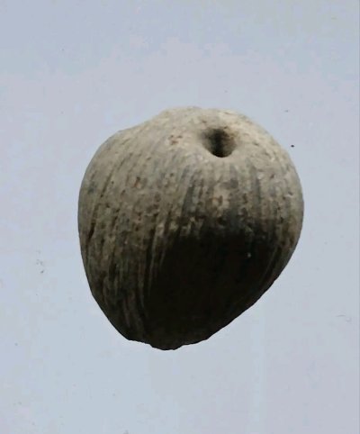 คตมะพร้าว