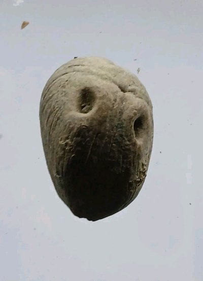 คตมะพร้าว