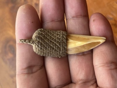 เขี้ยวหมูป่า (เขี้ยวหมูตัน)  ของทนสิทธิ์ ผิวหิ้งๆ ถักเชือกเก่า