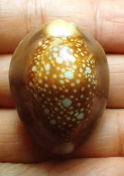 เบี้ยแก้