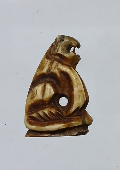 เสือเขี้ยวแกะอุดผง ไม่ทราบที่