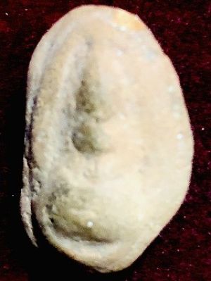 พระเนื้อผงตุ๊กตาเล็กสมาธิ วัดพลับ (ราชสิทธาราม)  กรุงเทพฯ