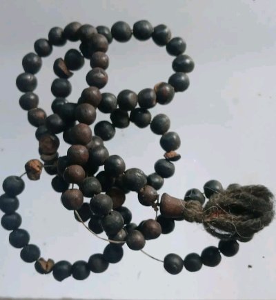 สร้อยเม็ดประคำ เนื้อว่านยา