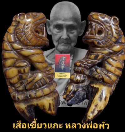 เสือเขี้ยวแกะ หลวงพ่อพัว วัดบางเดือน จังหวัดสุราษฎร์ธานี พร้อมบัตรรับรอง