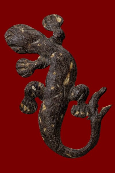 จิ้งจกเนื้อกะลาแกะสวย