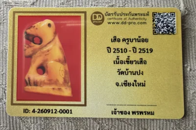 เสือ ครูบาน้อย ปี 2510 - ปี 2519 เนื้อเขี้ยวเสือ วัดบ้านปง จ.เชียงใหม่