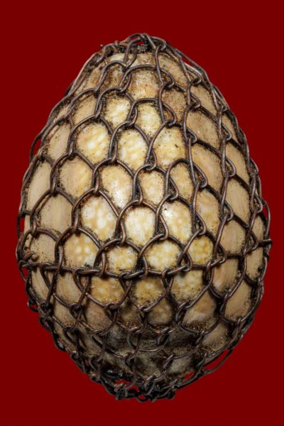 เบี้ยแก้หลวงพ่อนุ่ม วัดนางใน จ.อ่างทอง