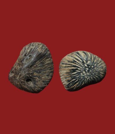 **เคาะแรก 20**คตมะพร้าว