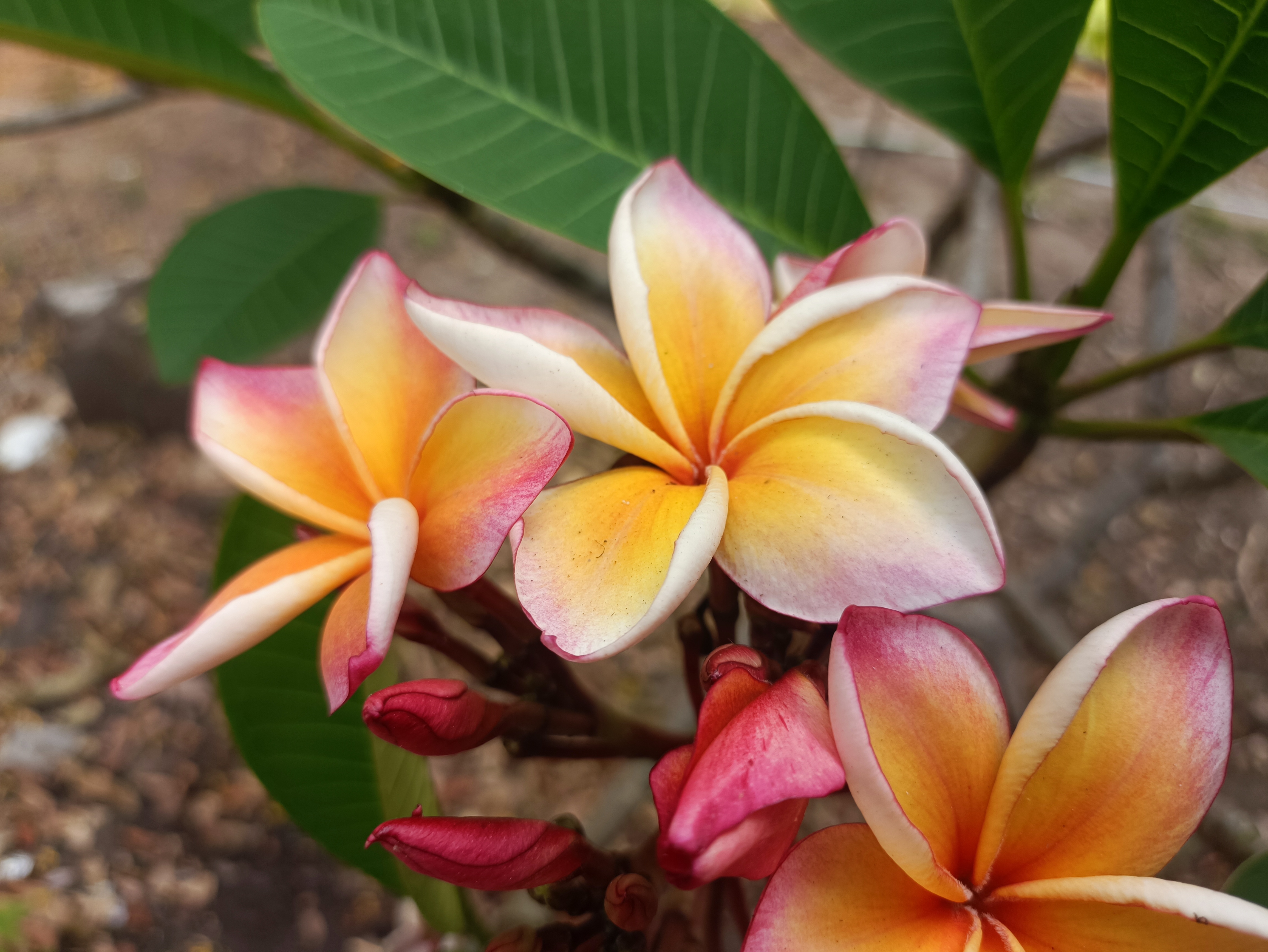 รูปโปรไฟล์ Anusorn